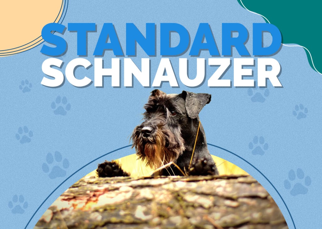 Standard Schnauzer
