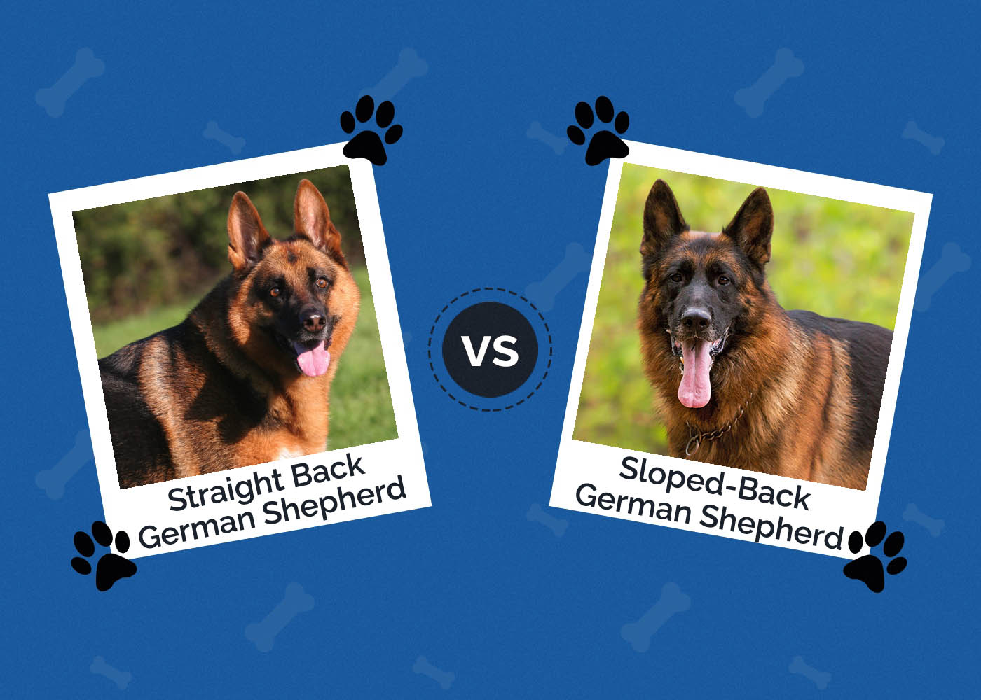 Straight Back vs Sloped-Back German Shepherd