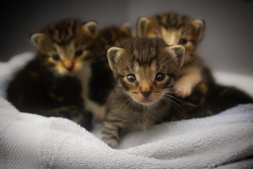 Three little kittens on a linen