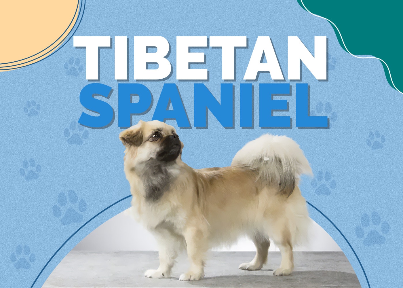 Tibetan Spaniel Dog