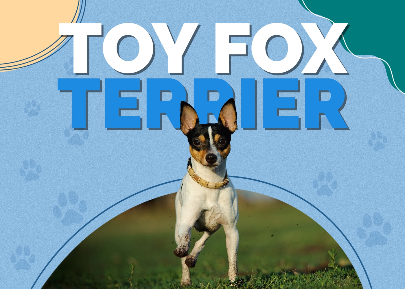 Toy Fox Terrier (Chihuahua & Greyhound Mix)