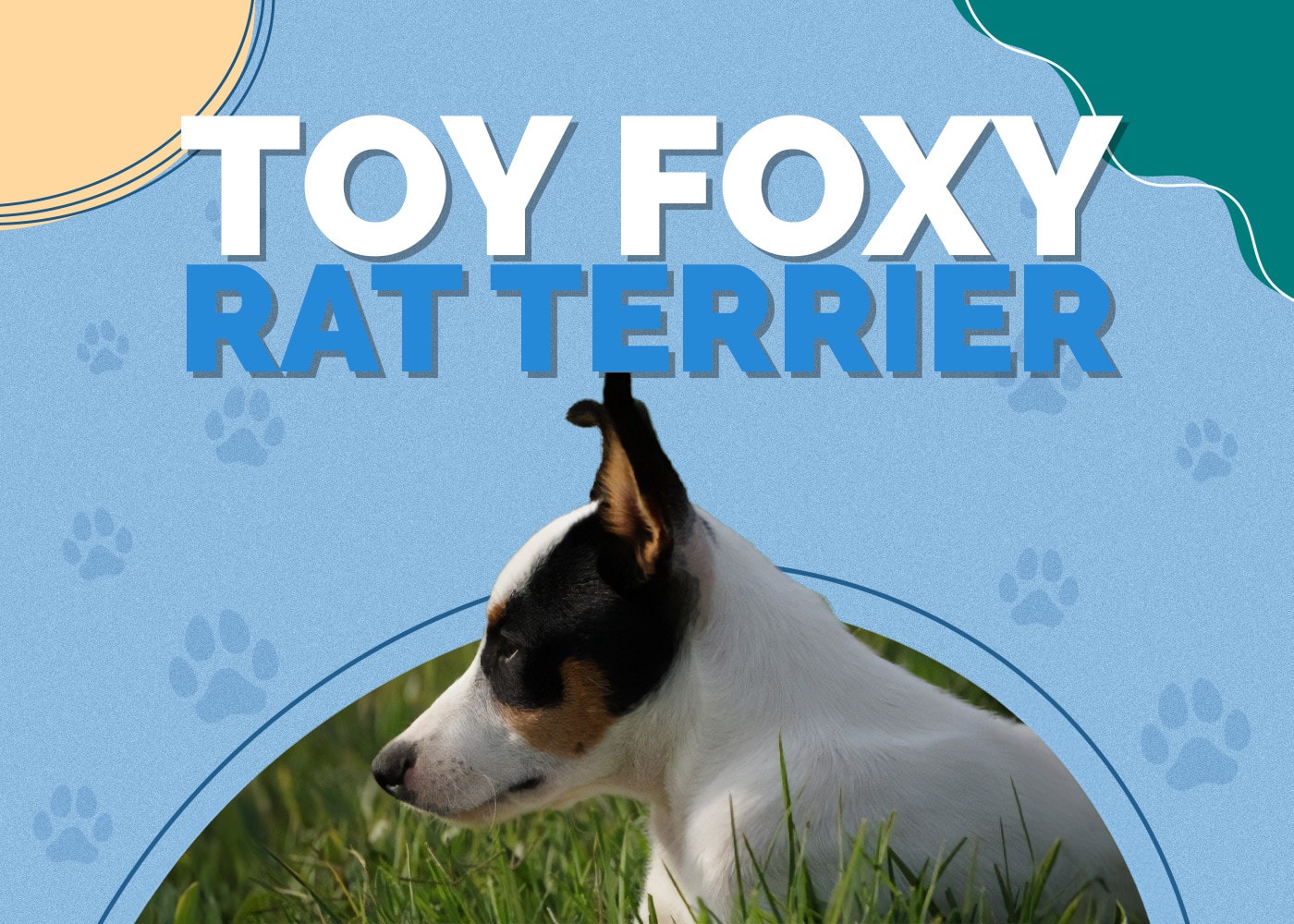Toy Foxy Rat Terrier (Toy Fox Terrier & Rat Terrier Mix)