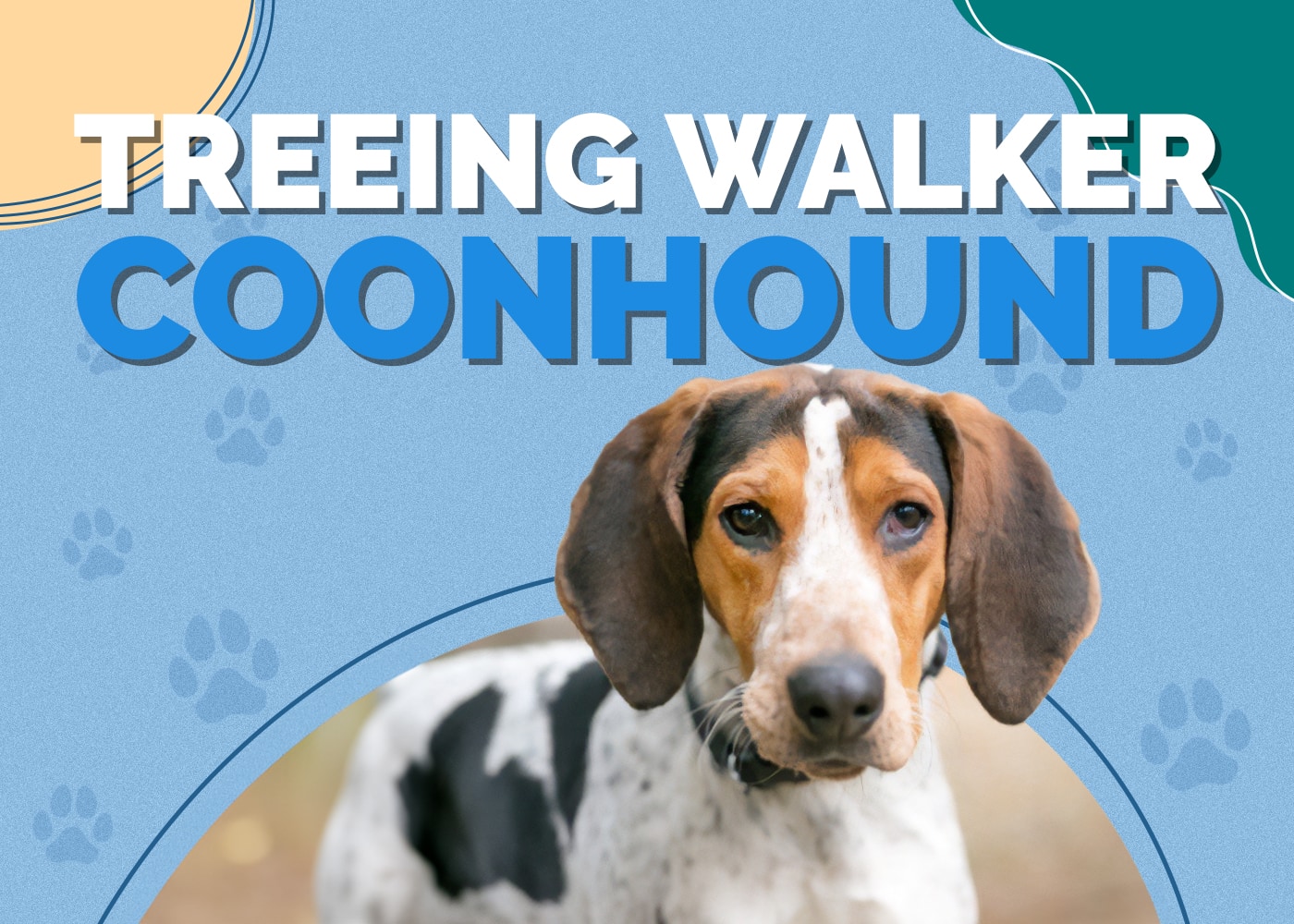 Treeing Walker Coonhound