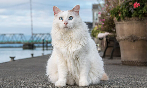 Turkish-Van-cat