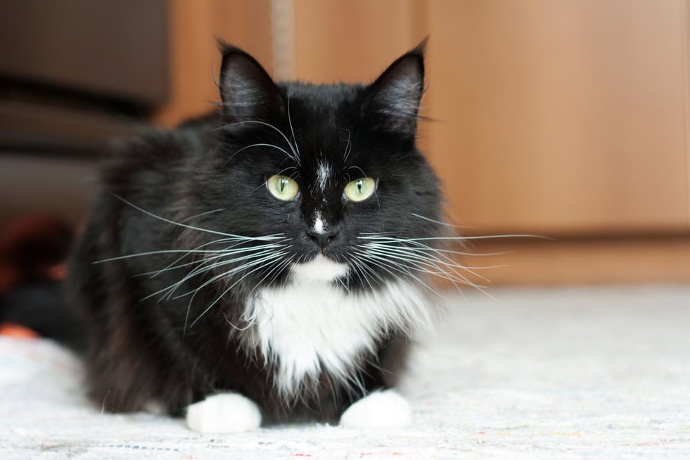 Tuxedo maine coon lying on the floor
