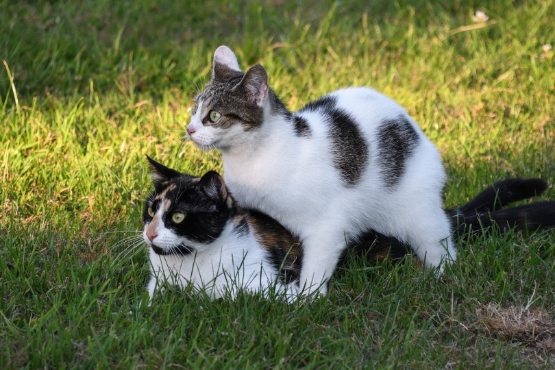 Two cats in the grass