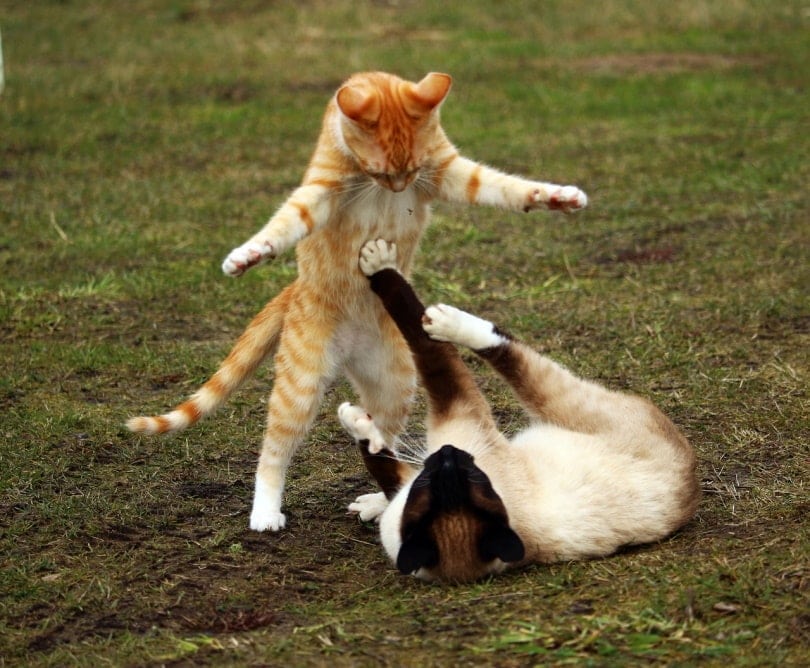 Two cats playing in the field