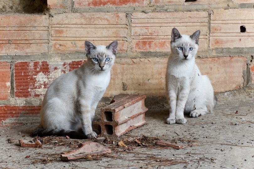 Two cats sitting in dirt