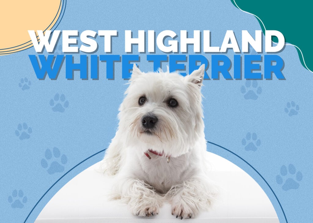 west highland white terrier