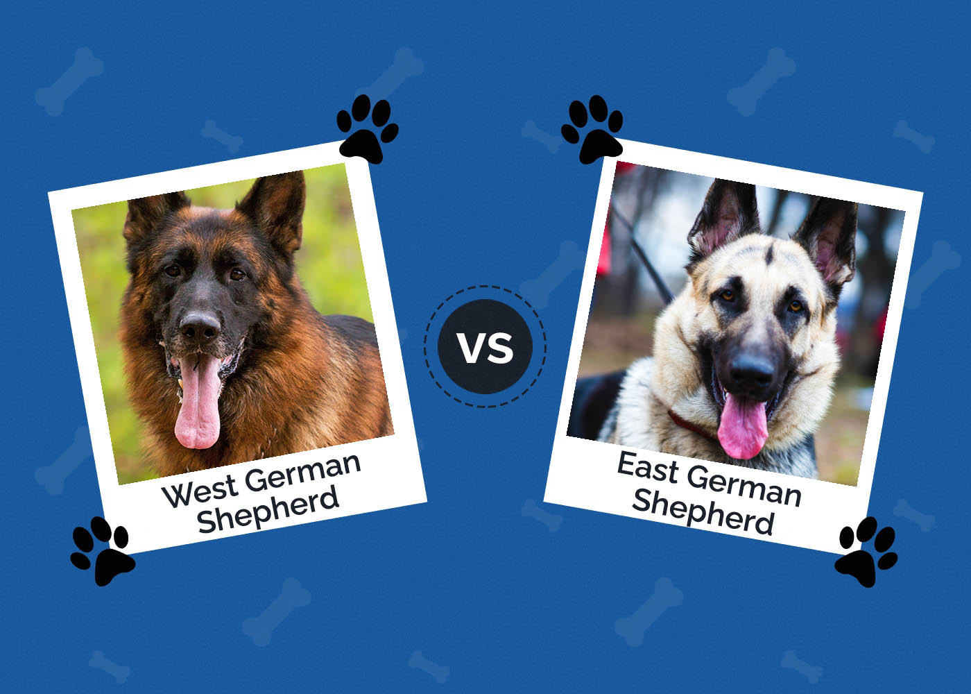 West vs East German Shepherd