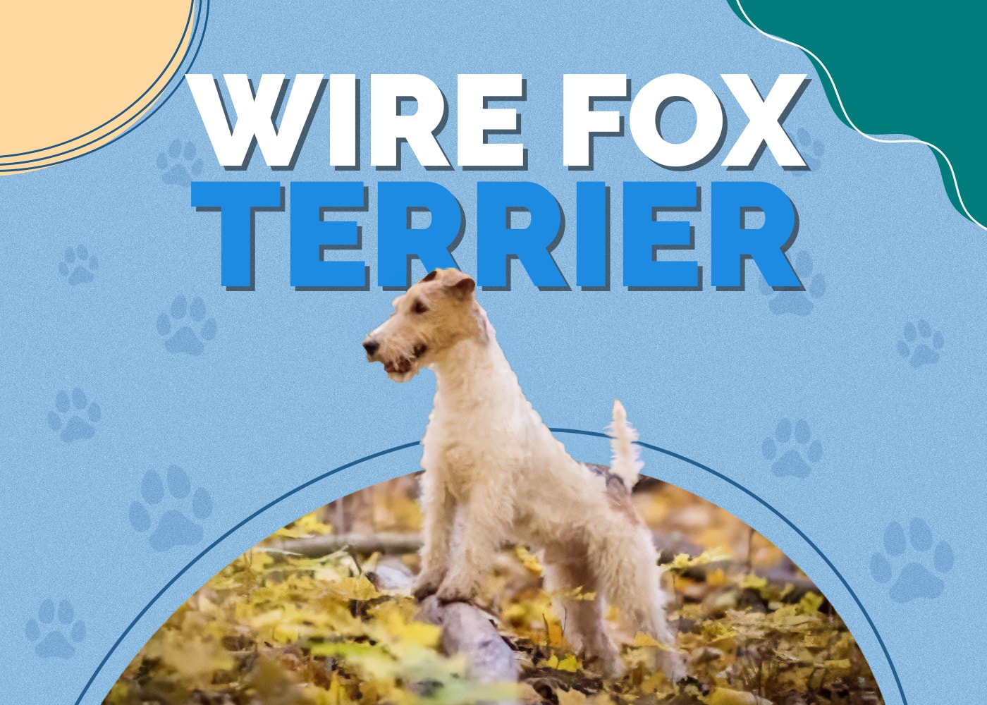 Wire Fox Terrier Dog