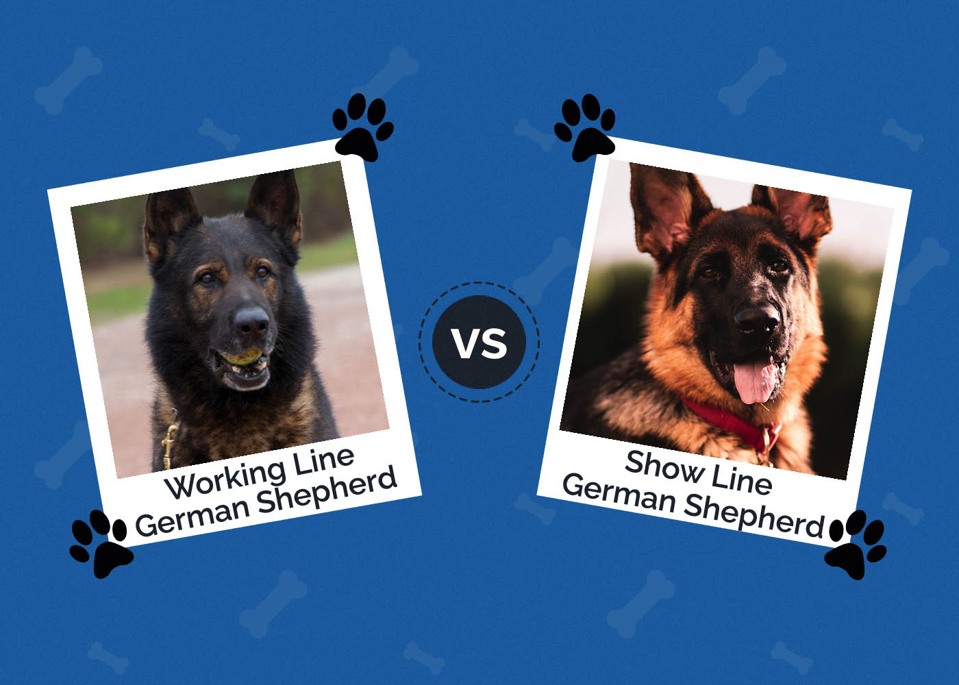 Working Line vs Show Line German Shepherd