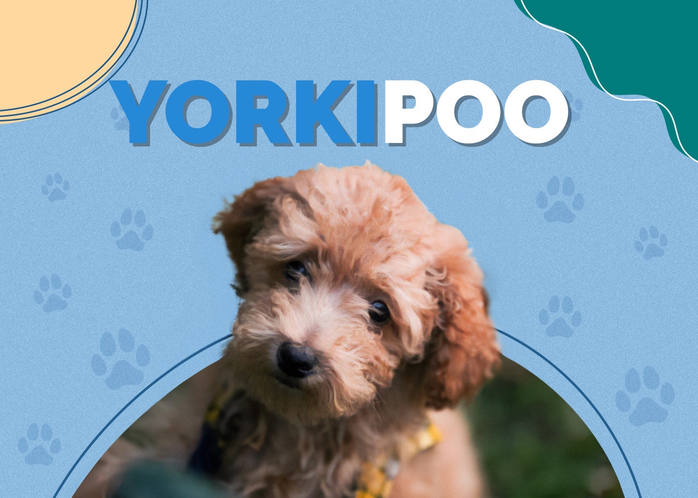 Yorkipoo (Yorkshire Terrier & Toy Poodle Mix)