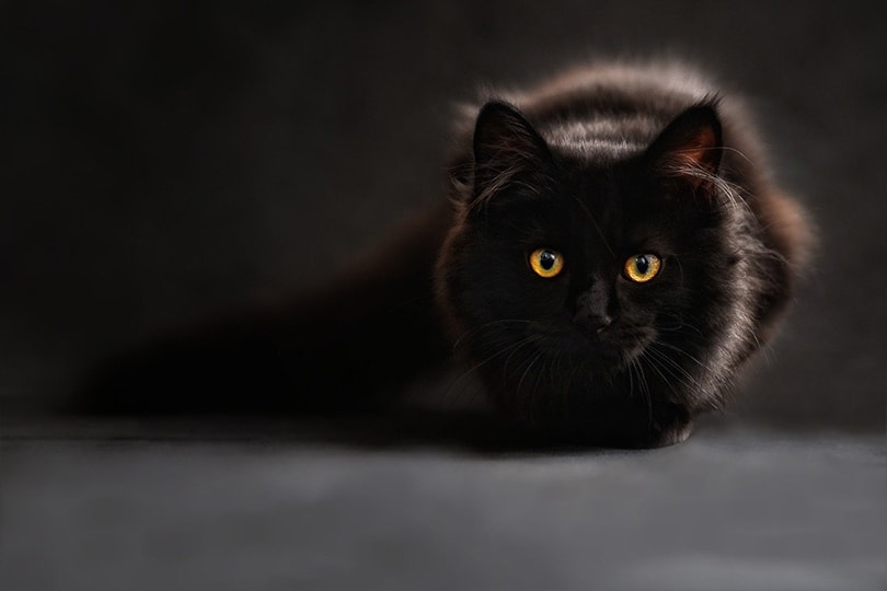 a black cat staring
