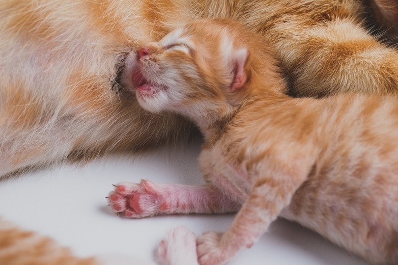 Do tom cats eat kittens on sale