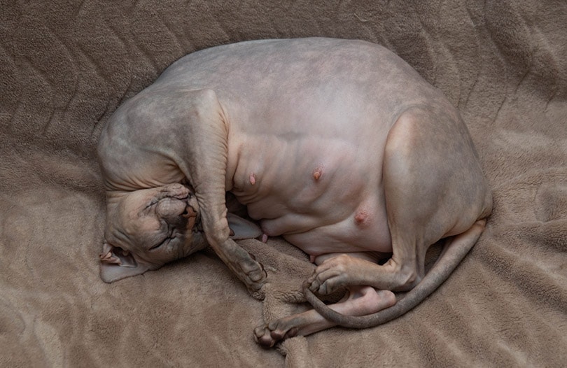 a pregnant Donskoy Sphinx cat is sleeping