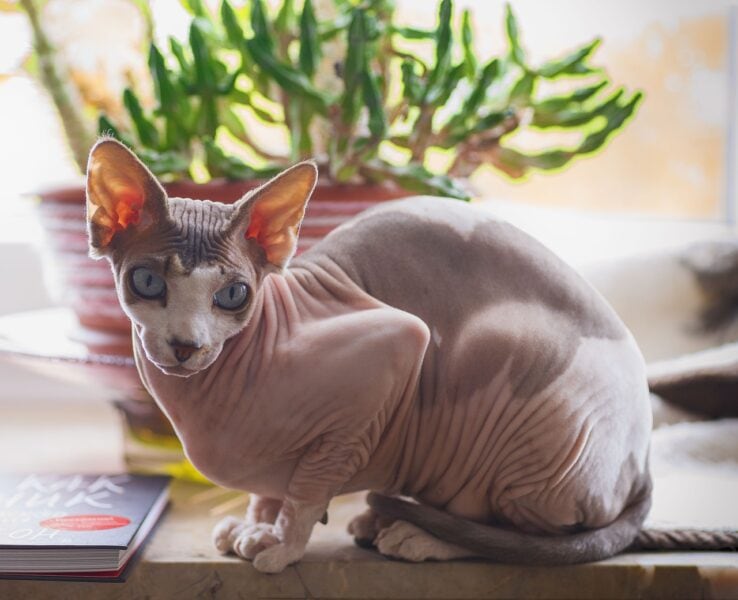a sphynx cat on table
