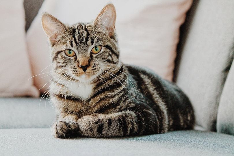 a tabby cat lying on couch