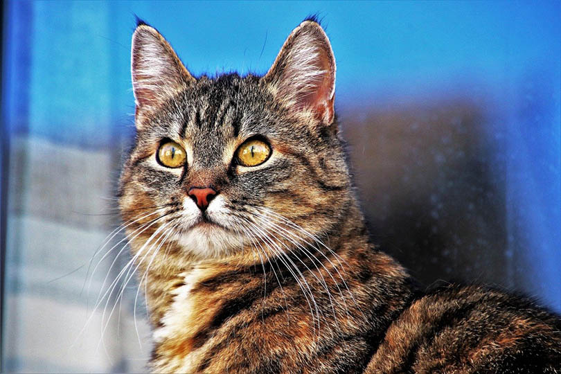 a tabby cat with slit eyes