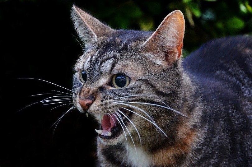 a tabby mackerel cat hissing