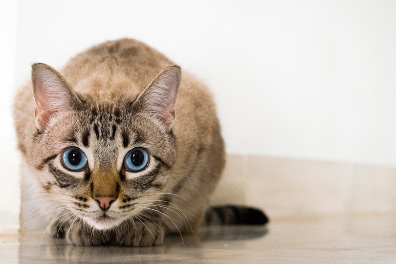 afraid tabby cat with dilated pupils