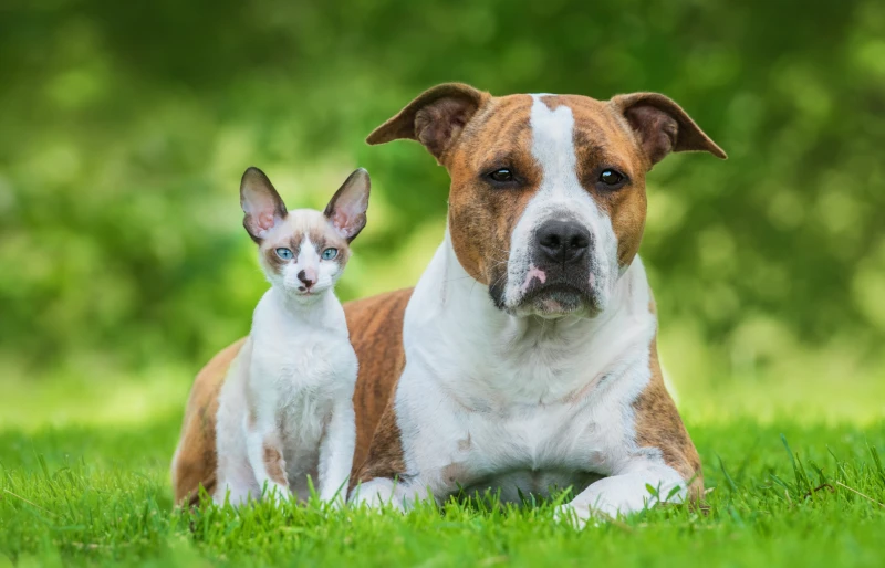 american staffordshire terrier dog and cornish rex kitten cat sitting together on the grass