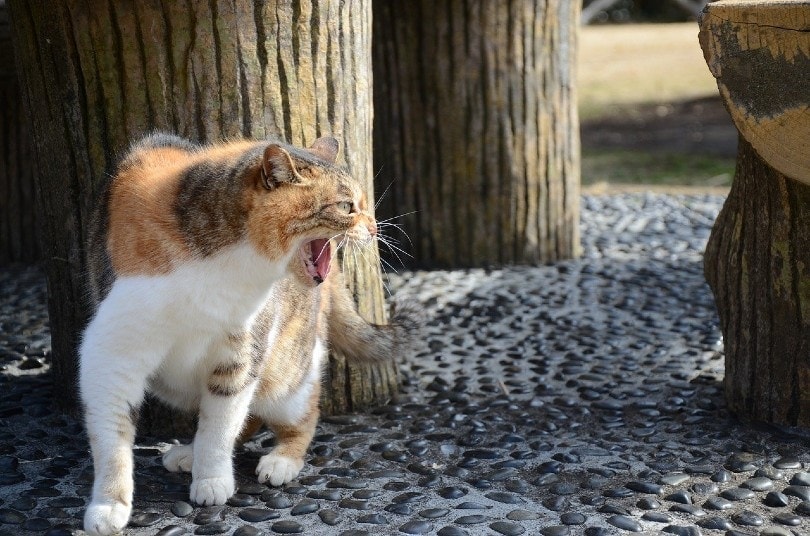 angry cat hissing
