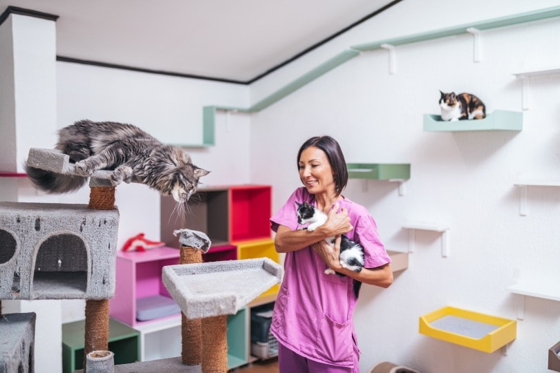 animal shelter for cats