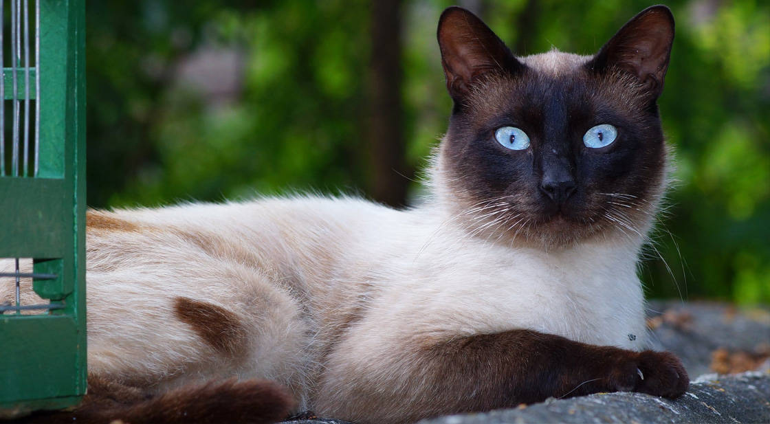 balinese hypoallergenic cat