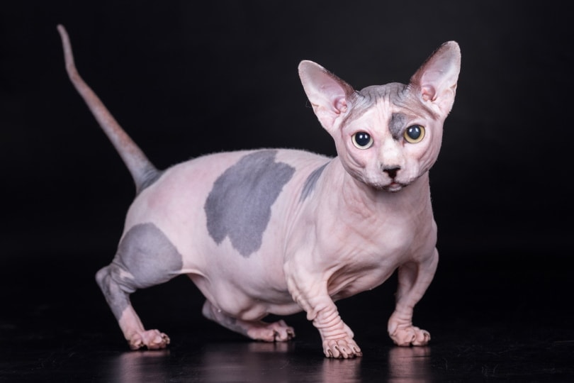 8 Hairless Cat Breeds: Bald & Beautiful (with Pictures) | Hepper