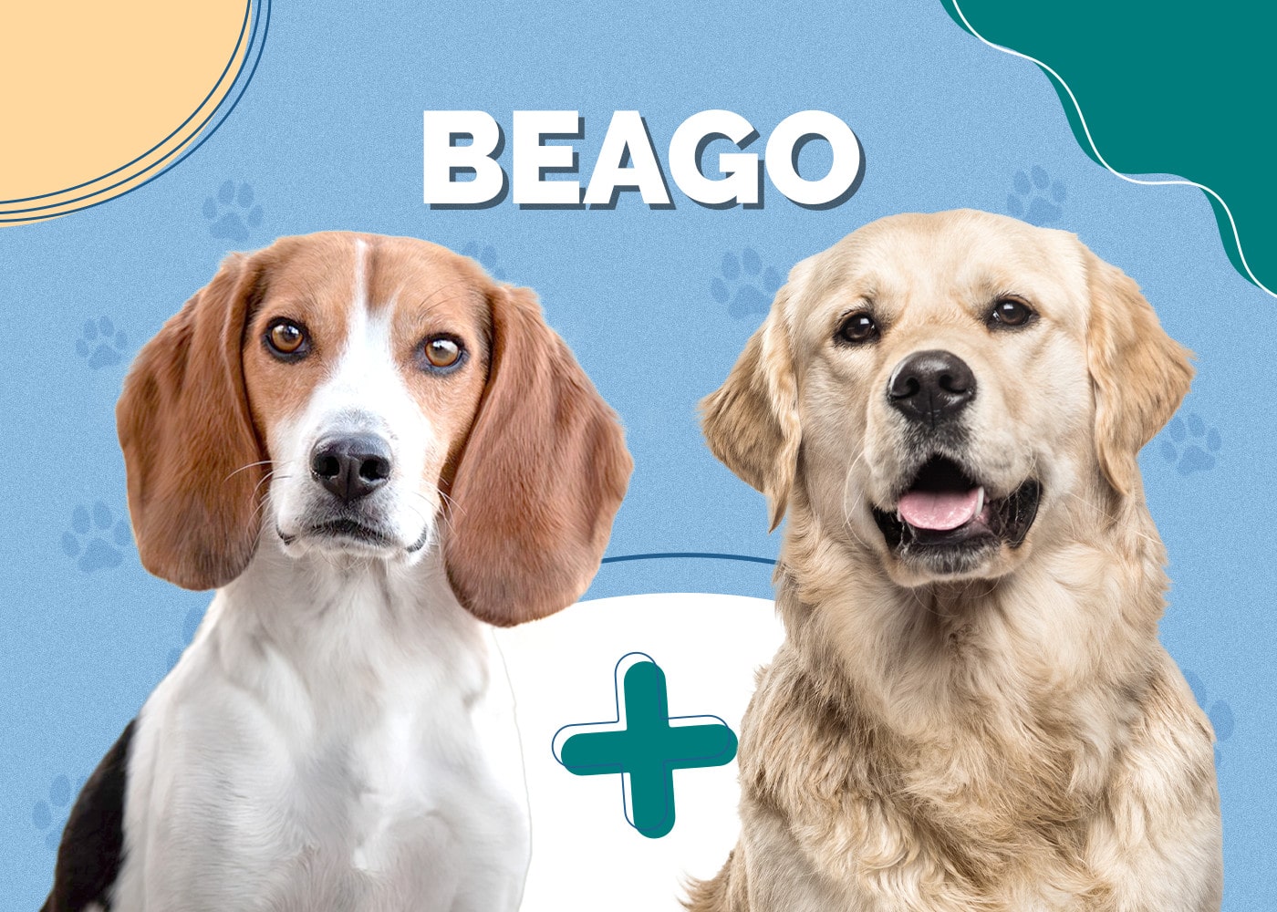 Beago (Beagle & Golden Retriever Mix)