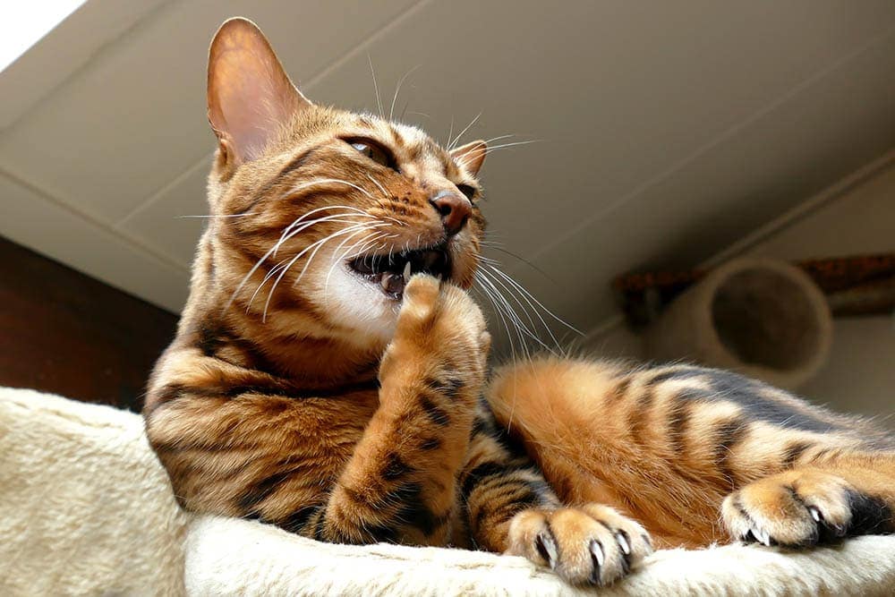 Bengal cat biting its nails