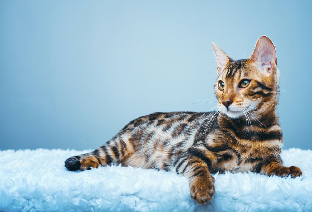 bengal cat on blue background
