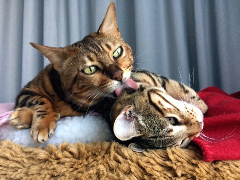 bengal cats licking eachother