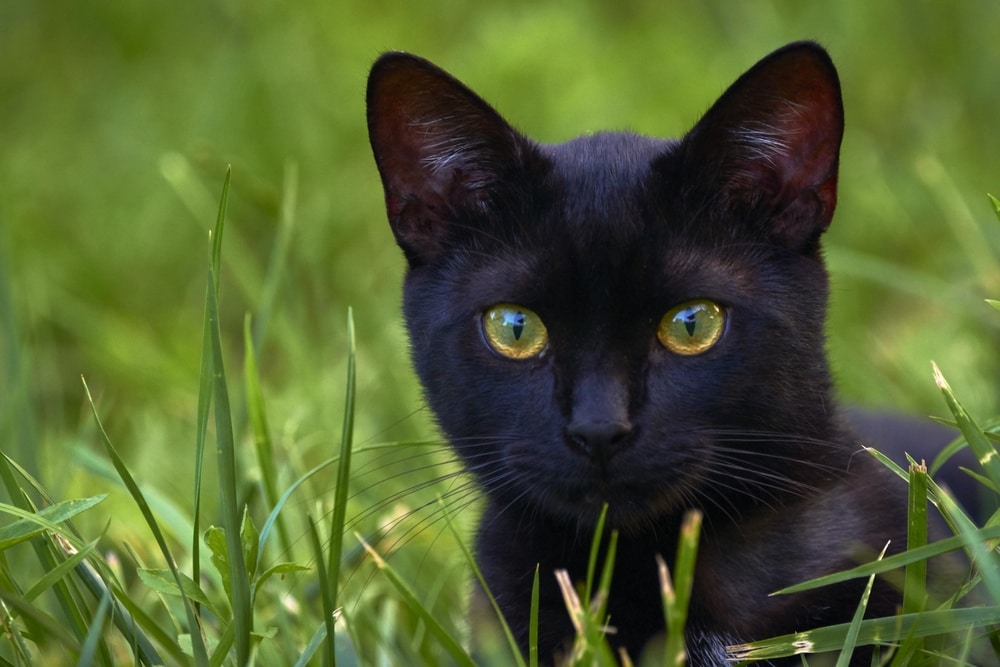 black Bombay cat