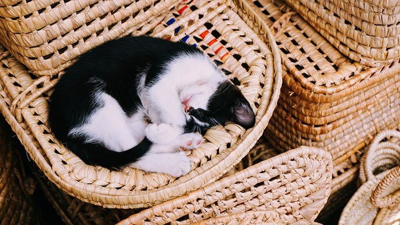 black and white cat ball sleeping