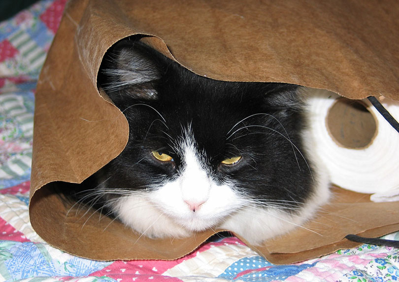 black and white cat curled up in a pape bag with tissue