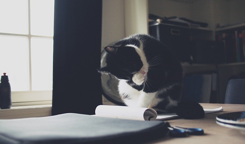 black and white cat grooming itself while sitting on paper
