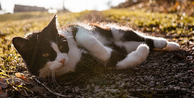 black and white cat lying on the ground sunbathing