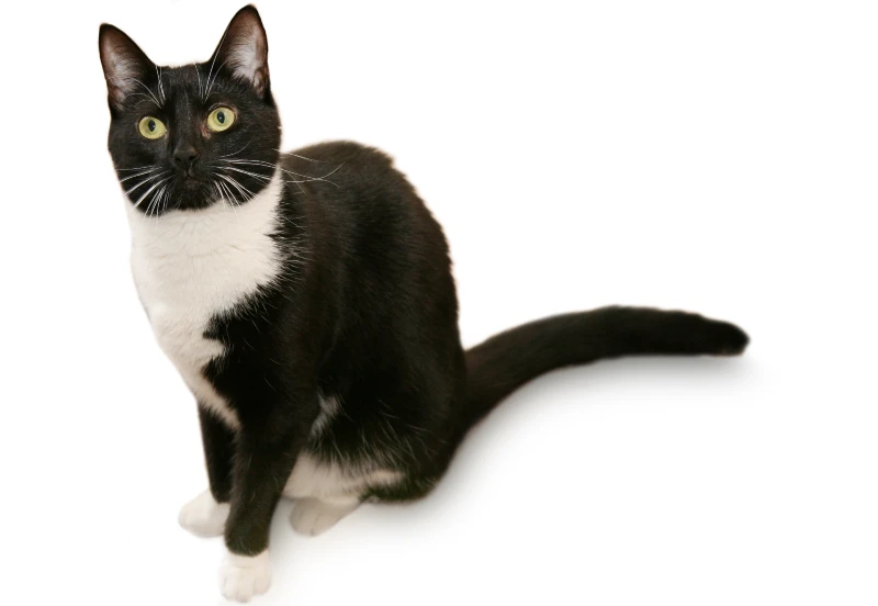 black and white tuxedo american shorthair cat on white background