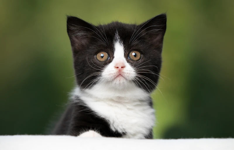 black and white tuxedo british shorthair kitten cat