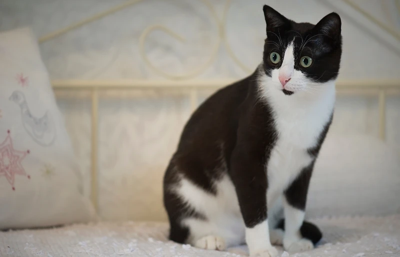 black and white tuxedo european shorthair cat sitting on the bed