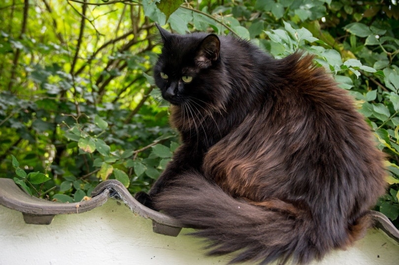 black cat outdoor