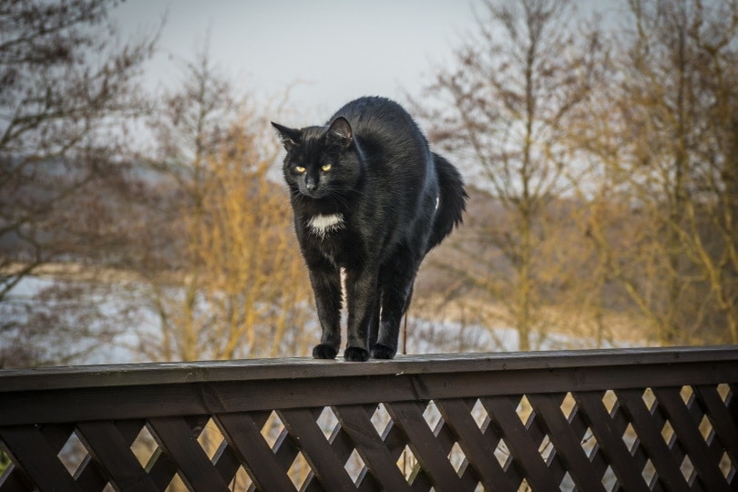 black cat stretching