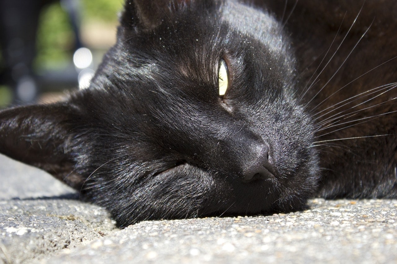 black cat winking