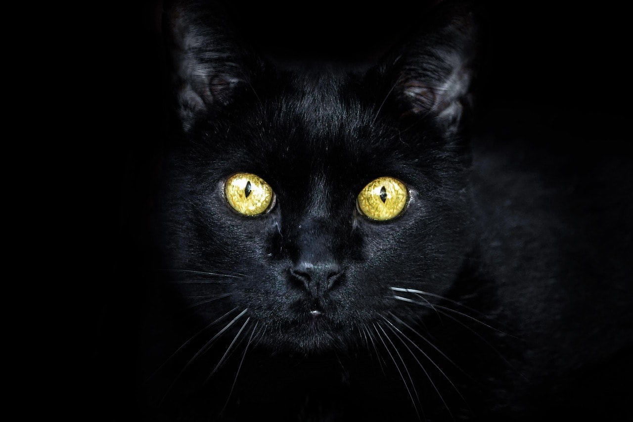 black cat with glowing eyes in the dark