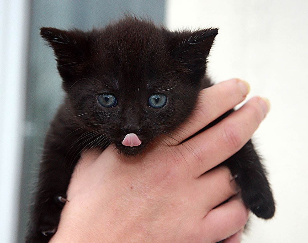 black kitten bleps