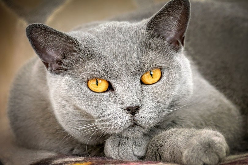 blue cat with slit eyes