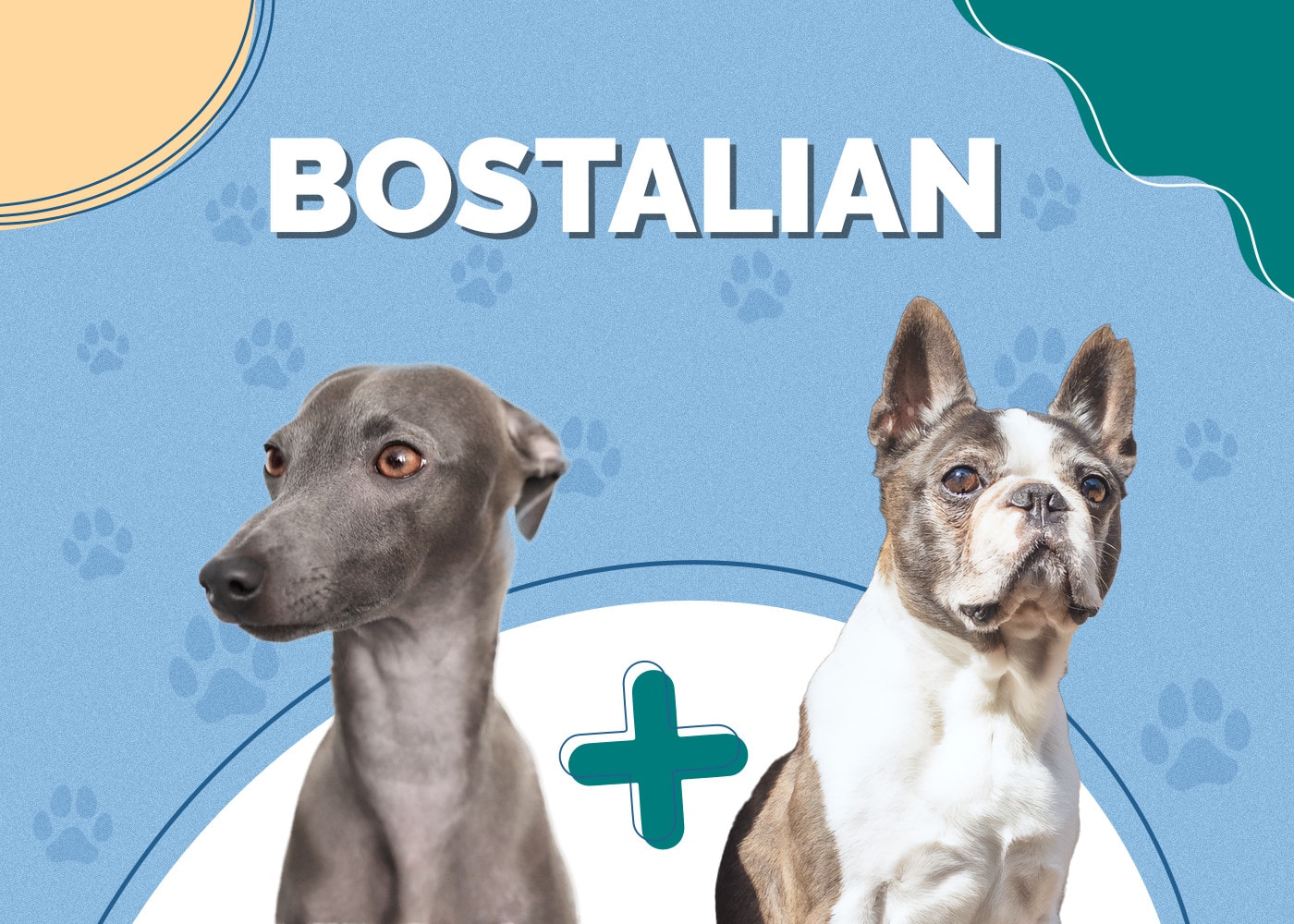 Bostalian (Italian Greyhound & Boston Terrier Mix)