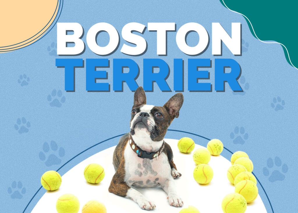 Boston Terrier Dog